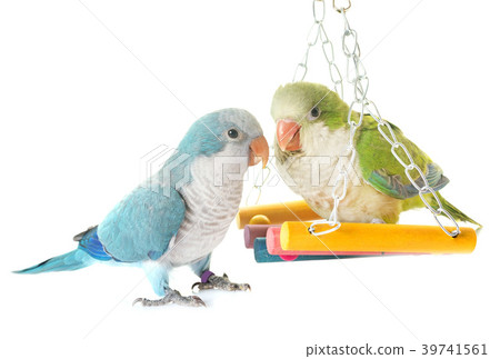 Monk parakeet in studio 39741561