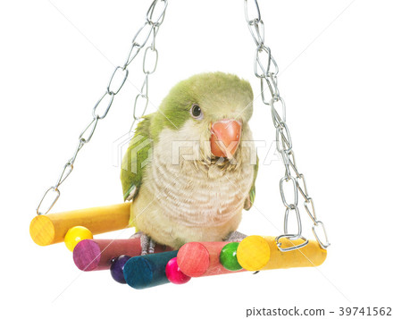 Monk parakeet in studio 39741562
