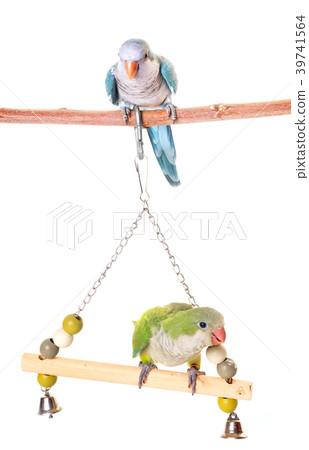 Monk parakeet in studio 39741564
