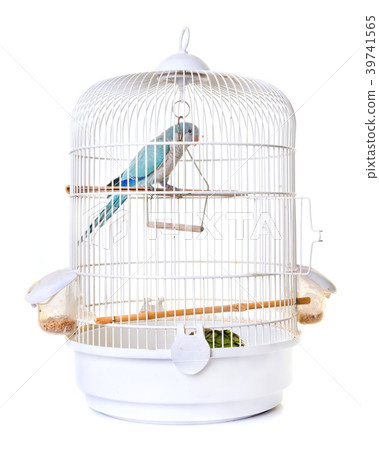 Monk parakeet in bird cage 39741565
