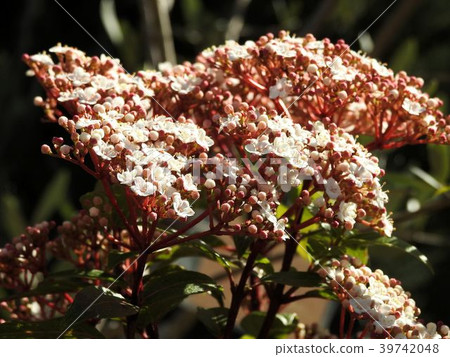 Vivienne Tinas /日比谷公園 Vivienne Tinas /日比谷公園 39742048