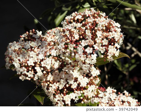 Vivienne Tinas /日比谷公園 39742049