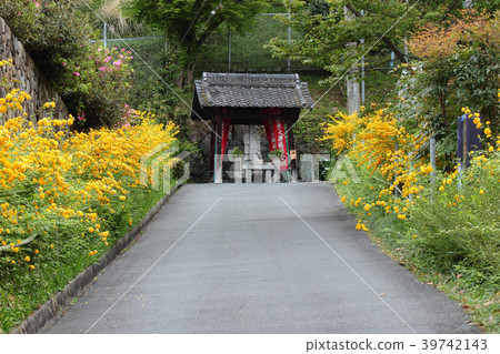 京都宇治市的Yamabuki Pref。 39742143