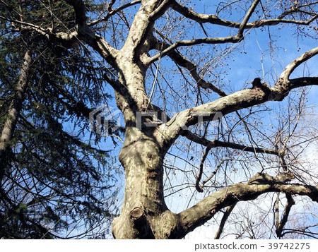 Momiji-bus-zaki kenki / Hibiya Park 39742275