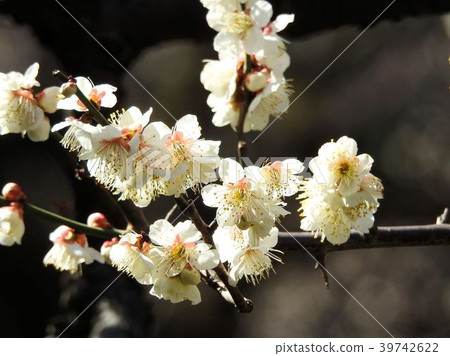 Ume / Hibiya Park Ume / Hibiya Park 39742622