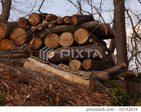 The beauty of piled timber The beauty of piled timber 39742634