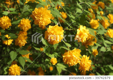 Yakuzu of double-bloom 39742879