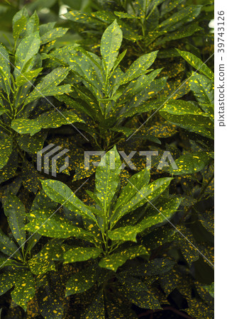 background - mottled leaves of Gold Dust Croton background - mottled leaves of Gold Dust Croton 39743126