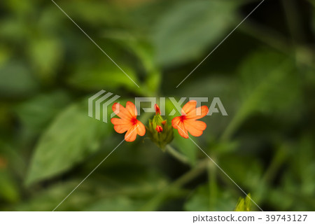 flowers of Crossandra infundibuliformis 39743127