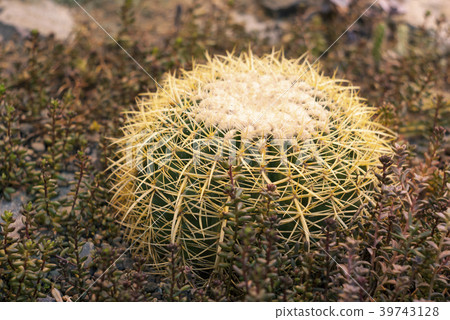 cactus Echinocactus grusonii 39743128
