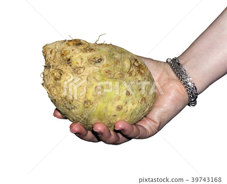 Female hand holds celery root isolated 39743168
