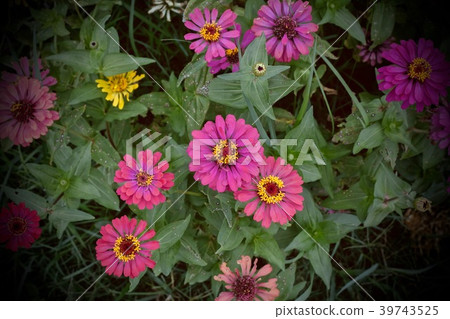 Beautiful Zinnia violacea Cav. in the garden. 39743525