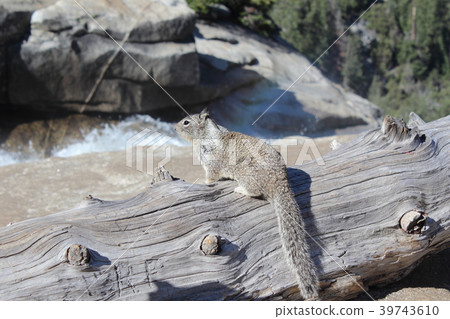 Squirrel in Yosemite National Park 39743610