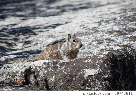 松鼠在約塞米蒂國家公園 39743611