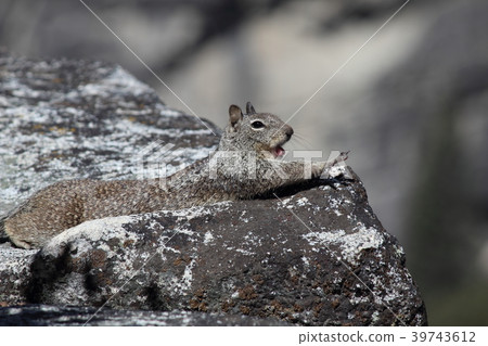 松鼠在約塞米蒂國家公園 39743612