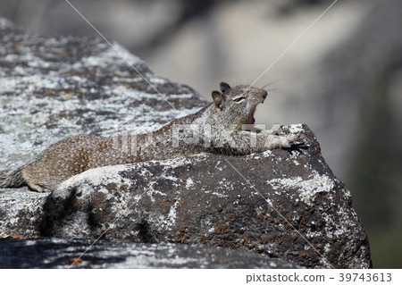 Squirrel in Yosemite National Park Squirrel in Yosemite National Park 39743613