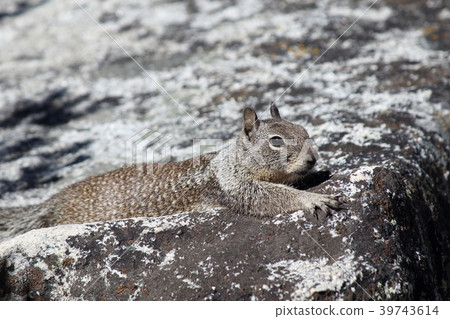 松鼠在約塞米蒂國家公園 39743614