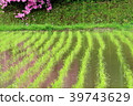Spring rice fields 39743629