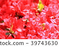 Bee and azalea flowers 39743630