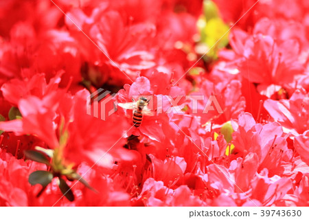 Bee and azalea flowers Bee and azalea flowers 39743630