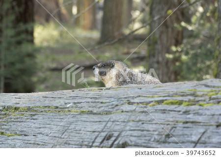 重點玫瑰旱獺 39743652