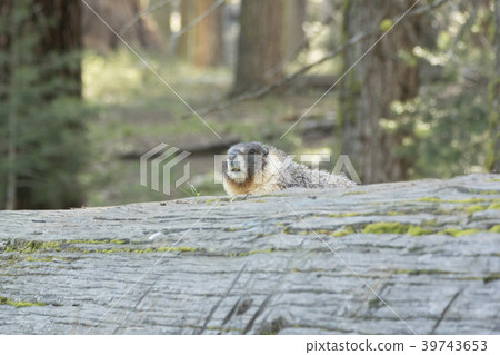 Kibaramotto 39743653