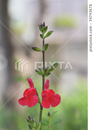 櫻桃鼠尾草熱嘴唇 櫻桃鼠尾草熱嘴唇 39743678