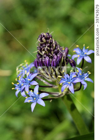 Scilla peruviana 39743679