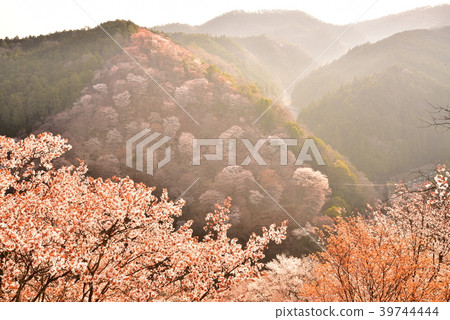 吉野山 39744444