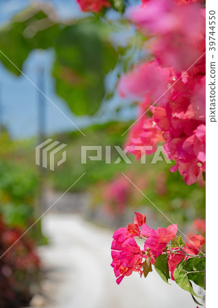 Scenery of Taketomijima 39744550