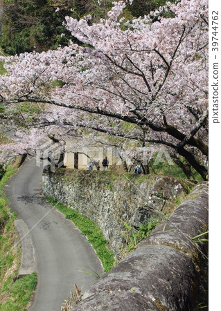 Cherry blossoms of Oka Castle Cherry blossoms of Oka Castle 39744762