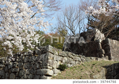 Naegi Castle Oyagura ruins of full bloom cherry blossoms Naegi Castle Oyagura ruins of full bloom cherry blossoms 39744798