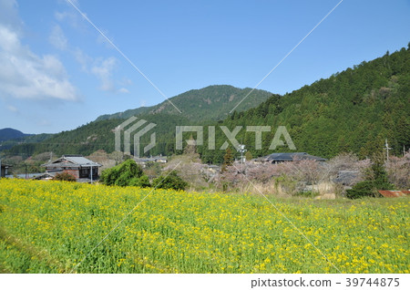 Kyoto Ohara rape blossom 2018 39744875