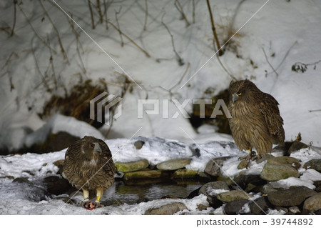 The couple of the owl owl 39744892