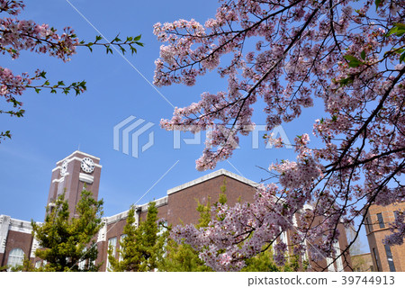 Sakura Saku Kyoto University Spring of Kyoto University Kyoto University Yoshida Campus Kyoto University Centennial Clock Tower Memorial Hall Sakura Saku Kyoto University Spring of Kyoto University Kyoto University Yoshida Campus Kyoto University Centennial Clock Tower Memorial Hall 39744913