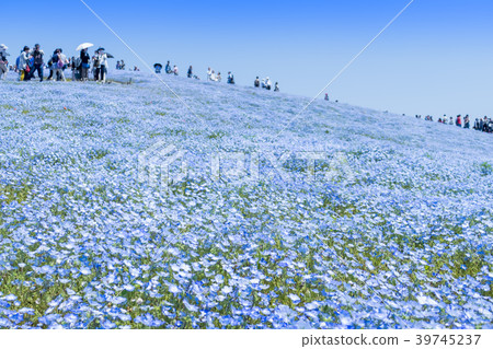 [Nemophila Miharashi Hill] 39745237