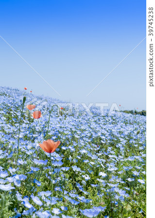 [Nemophila Miharashi Hill] 39745238