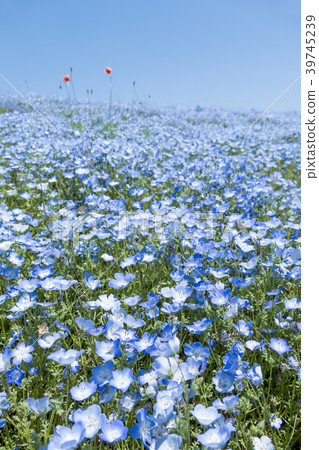 [Nemophila Miharashi Hill] 39745239