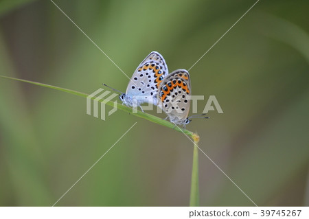 Affiliation 39745267