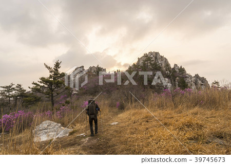Azalea, juza mountain, Kangjin county, Jeonnam 39745673