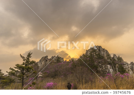 Azalea, juza mountain, Kangjin county, Jeonnam Azalea, juza mountain, Kangjin county, Jeonnam 39745676
