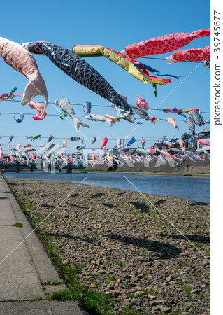 在新潟縣加茂河的鯉魚飄帶小組游泳 39745677