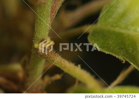 天然植物Kunugi,雌花。這是一朵小花,在新枝的葉子上綻放,但我很難找到它 天然植物Kunugi,雌花。這是一朵小花,在新枝的葉子上綻放,但我很難找到它 39745724