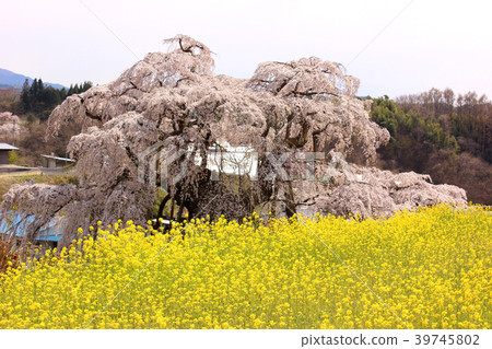 Taki Sakura and rape blossoms in full bloom 39745802