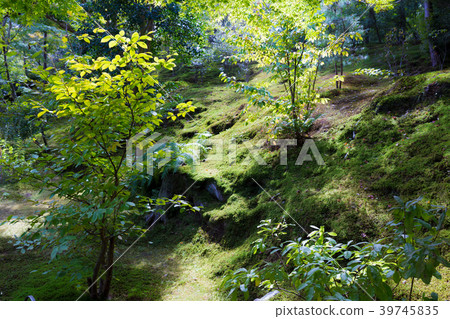 Forest bathing Forest bathing 39745835