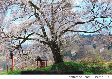 Beautiful Cherry Blossoms 201804: Colored paper interwoven with flowers and plants 201804 39745903