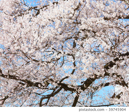 美麗的櫻花201804:與花和植物201804交織的色紙 美麗的櫻花201804:與花和植物201804交織的色紙 39745904