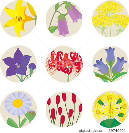 野花 野花 39746031