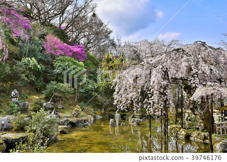 吉野山竹林 吉野山竹林 39746176