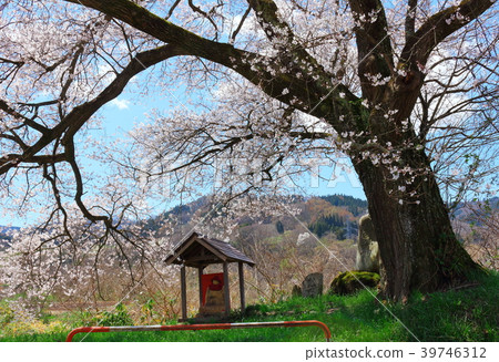 美麗的櫻花201804：與花和植物201804交織的色紙 39746312